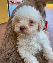 Cuccioli Lagotto Romagnolo