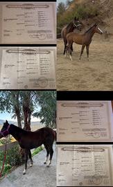 Puledro linea Barrel