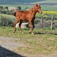 Puledro Puro Sangue Orientale