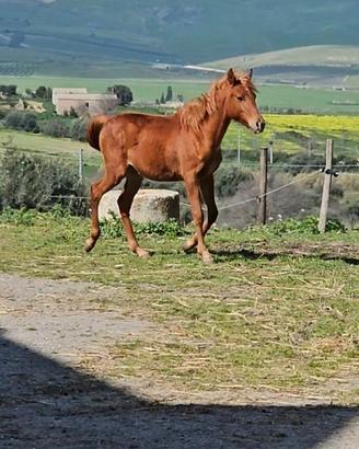 Puledro Puro Sangue Orientale