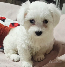 Maltese 2 mesi pronto ad adozione