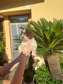 Cuccioli di Lagotto