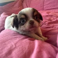 Chihuahua cioccolato