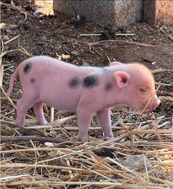 Mini pig Juliana