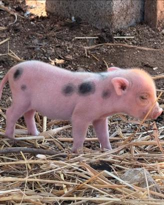 Mini pig Juliana