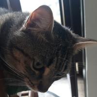 Dolce gattina sterilizzata e vaccinata Shelly