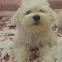 Cani maltesi taglia piccola