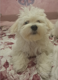 Cani maltesi taglia piccola