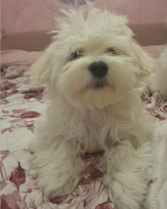 Cani maltesi taglia piccola