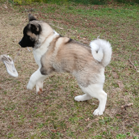 Akita americano femmina 6 mesi