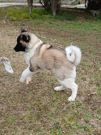 Akita americano femmina 6 mesi