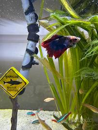 19 Pesci acqua dolce lotto