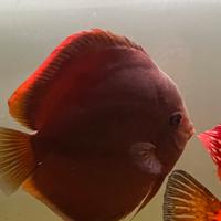 Discus di 1 anno
