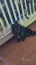 Cucciola volpino Spinz