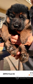 Splendidi cuccioli di Pastore tedesco