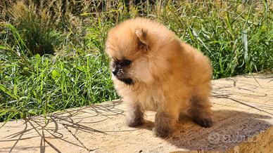 Toy pomerania spitz tedeschi nano pedigree