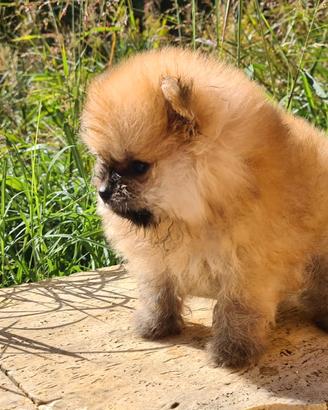 Toy pomerania spitz tedeschi nano pedigree