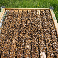 Famiglia di api ligustica 2025