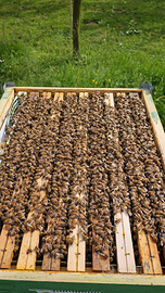 Famiglia di api ligustica 2025