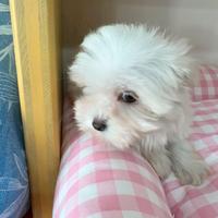 Cucciola maltese