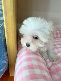 Cucciola maltese
