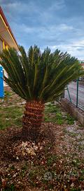 pianta cycas