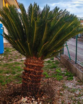 pianta cycas
