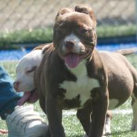 American Bully cucciola cioccolato s up er be ll a
