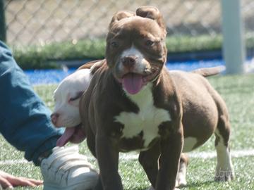 American Bully cucciola cioccolato s up er be ll a