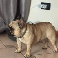 Bulldog francese