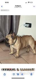 Bulldog francese