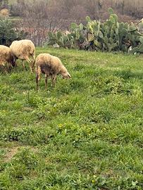 Pecora originale bergamasca