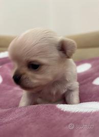 Chihuahau femmina con pedigree