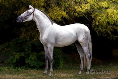 Cavallo da Dressage PRE Stallone appr 6 anni 1,70