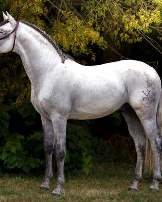 Cavallo da Dressage PRE Stallone appr 6 anni 1,70