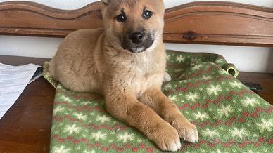 Shiba-inu cuccioli