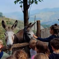 Coppia di asinelli