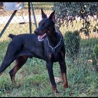 Dobermann x monta