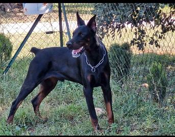 Dobermann x monta