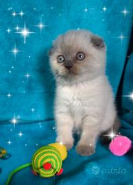 Gattini scottish fold