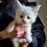 Maine coon con pedigree