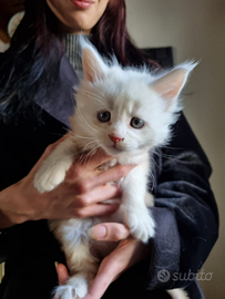 Maine coon con pedigree