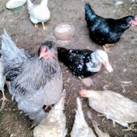 Galli. anatra. muta gallo brhama,e vari altri