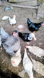 Galli. anatra. muta gallo brhama,e vari altri