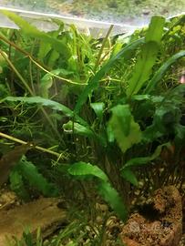 Cryptocoryne wendtii alta 25 /30 cm