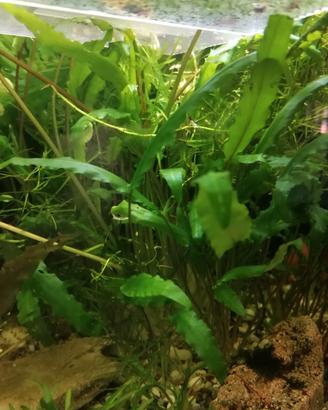 Cryptocoryne wendtii alta 25 /30 cm
