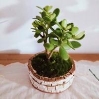 pianta di Giada in vaso di marmo artigianale