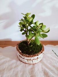 pianta di Giada in vaso di marmo artigianale