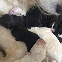 Cuccioli cani