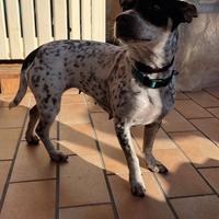 Cane taglia piccola sterilizzata